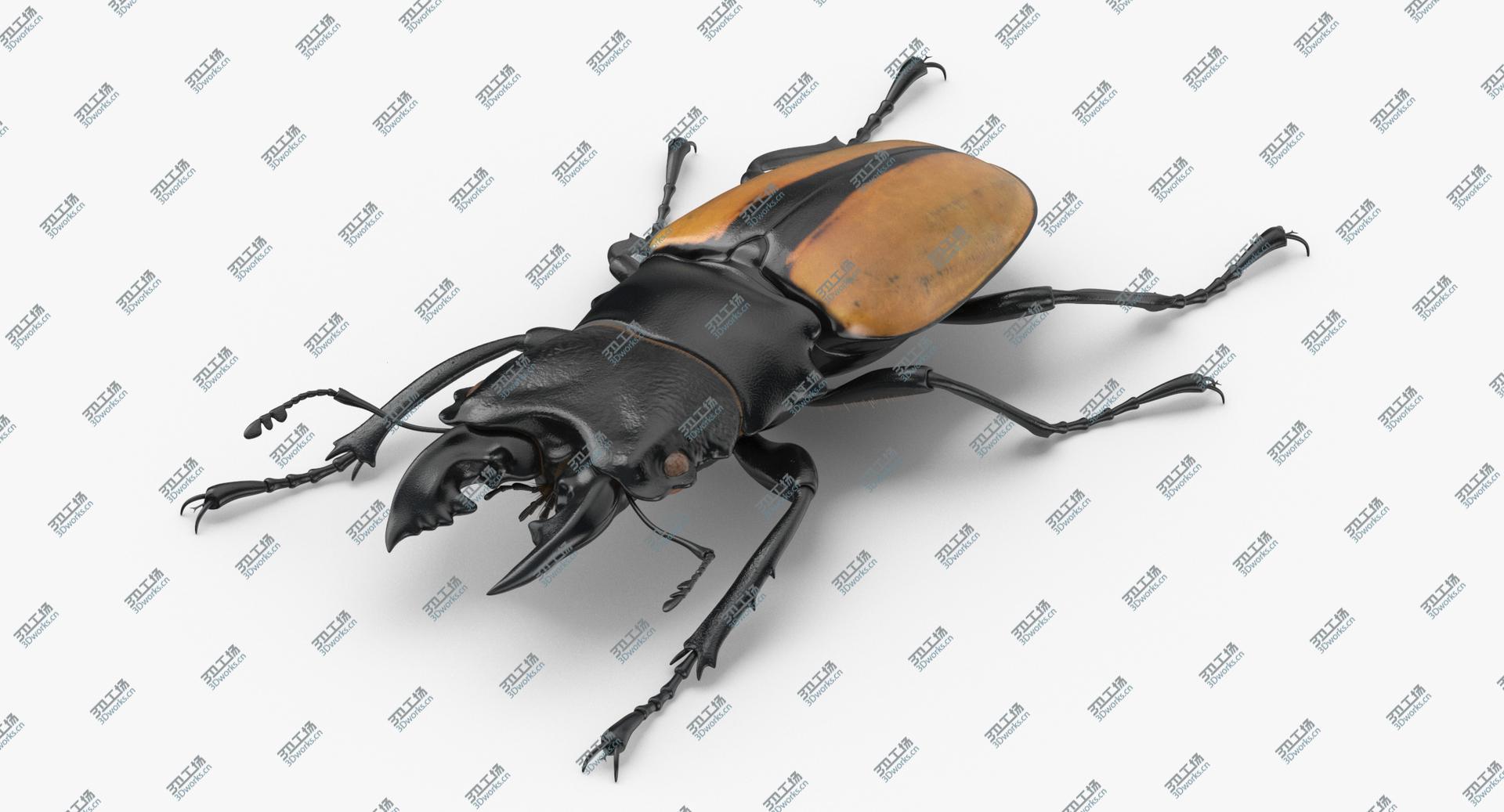 images/goods_img/202104093/Giant Stag Beetle Odontolabis Ludekingi 3D model/4.jpg